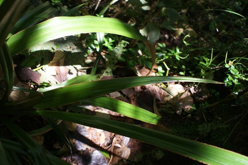 Astelia hemichrysa 16