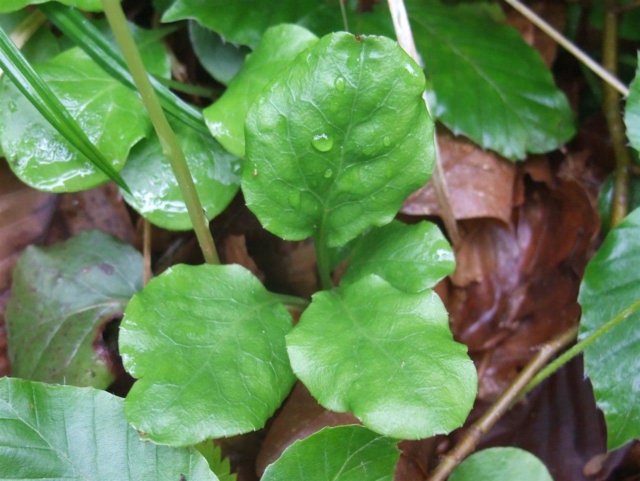 Round-leaf wintergreen 18