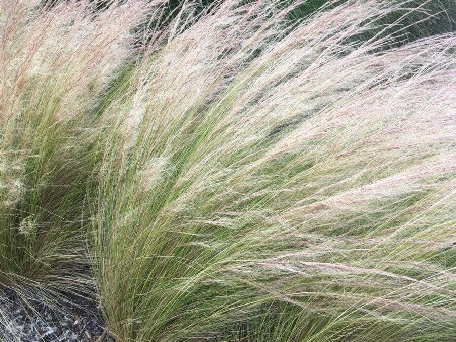 Elymus elymoides 11
