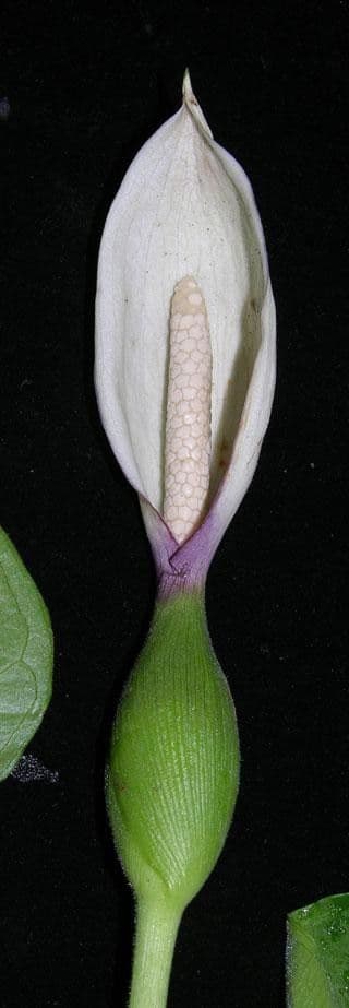 Xanthosoma 3