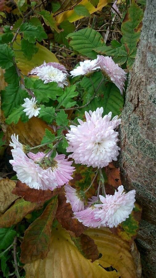 Callistephus chinensis 12