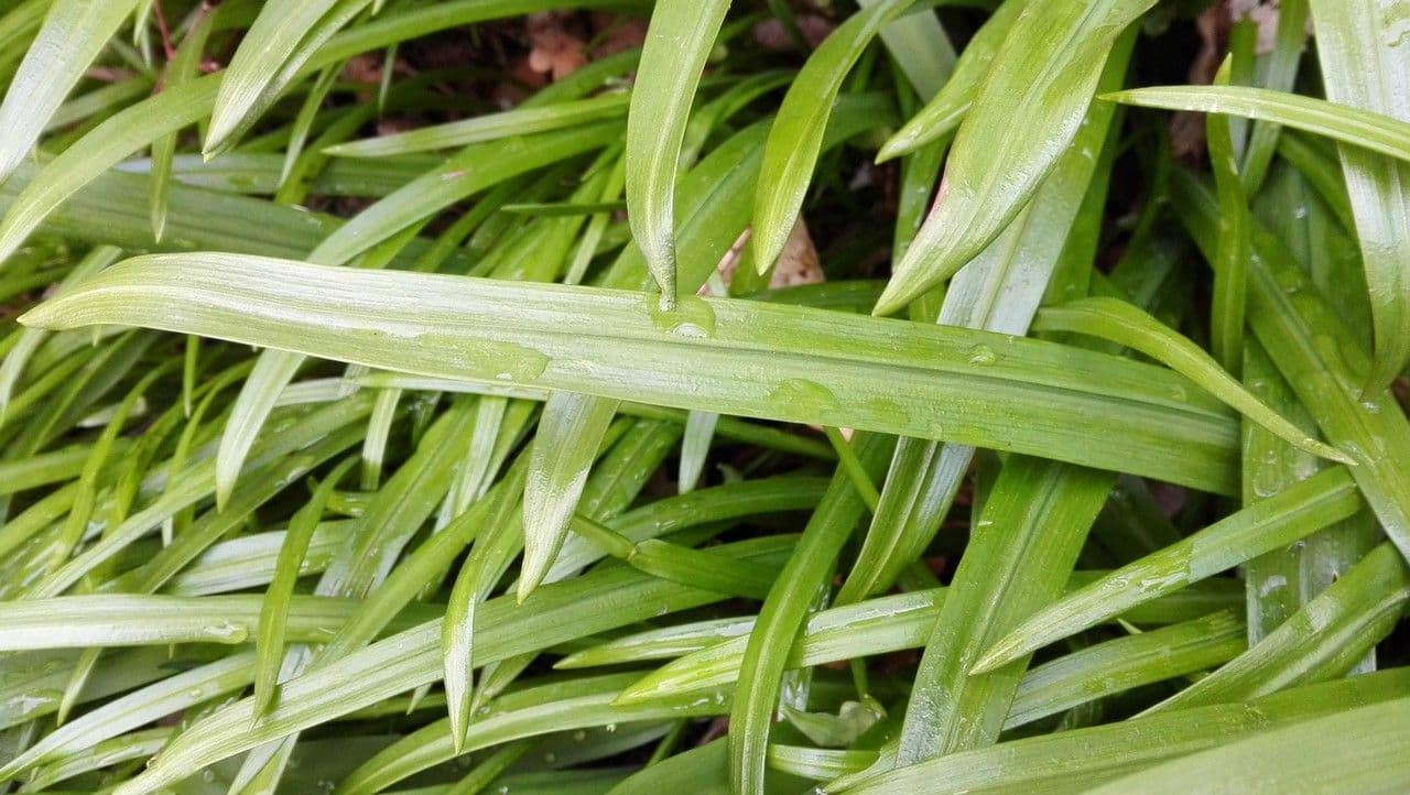 Aglio paradossale 18