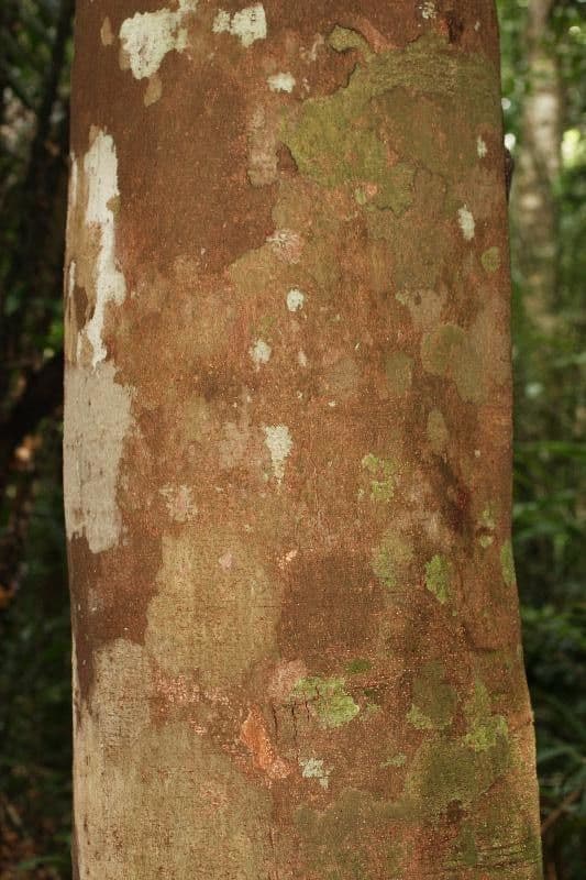 Trattinnickia 2