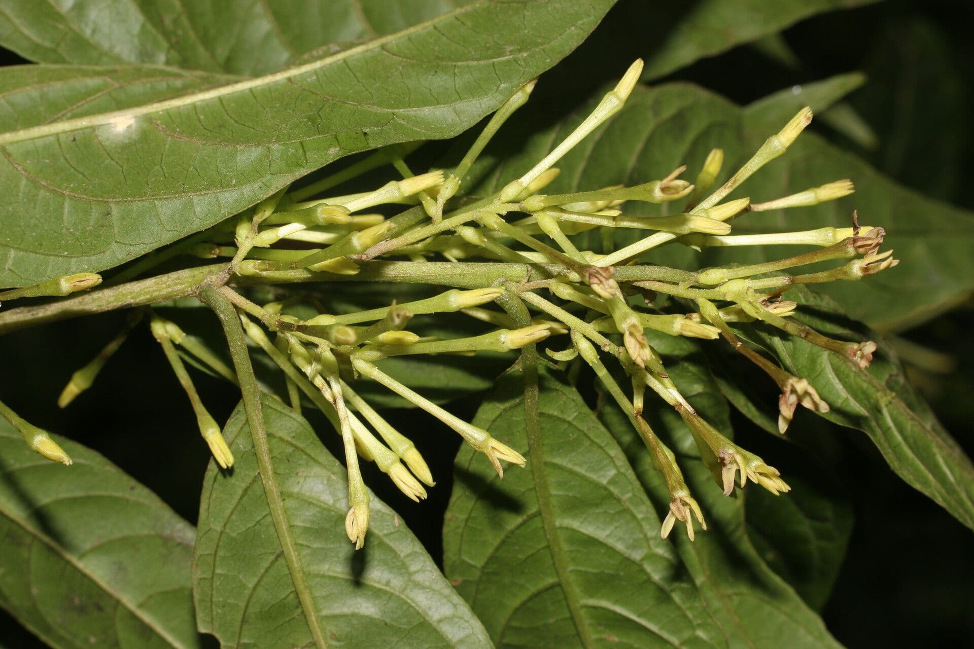 Cestrum