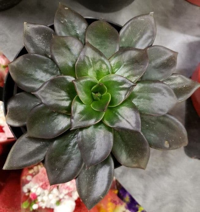 Echeveria 10