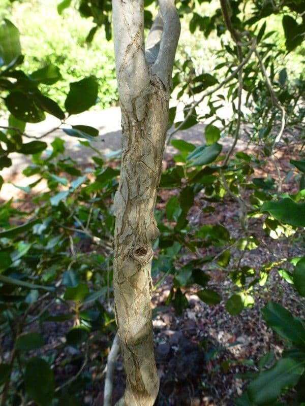 Tristaniopsis 9