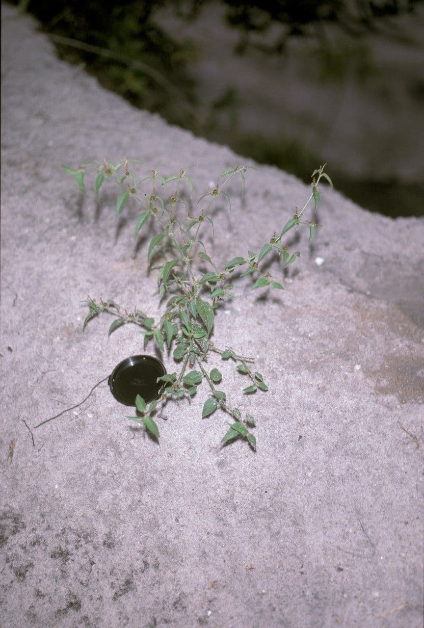 Microstachys corniculata 8