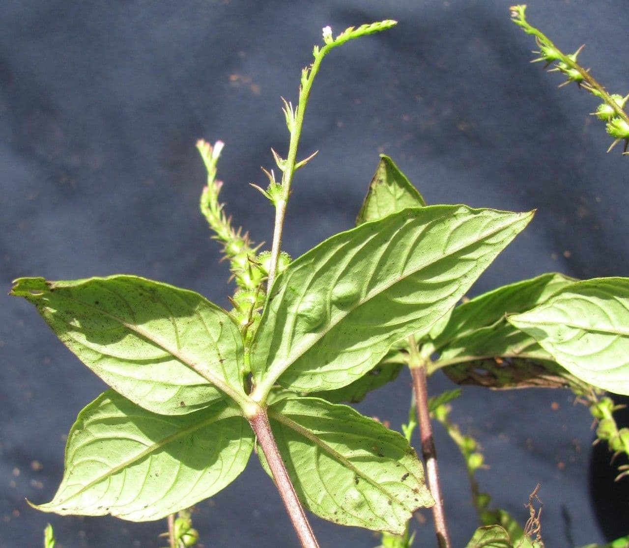 Spigelia 5