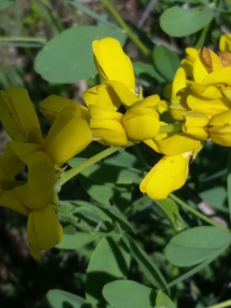Baptisia 5