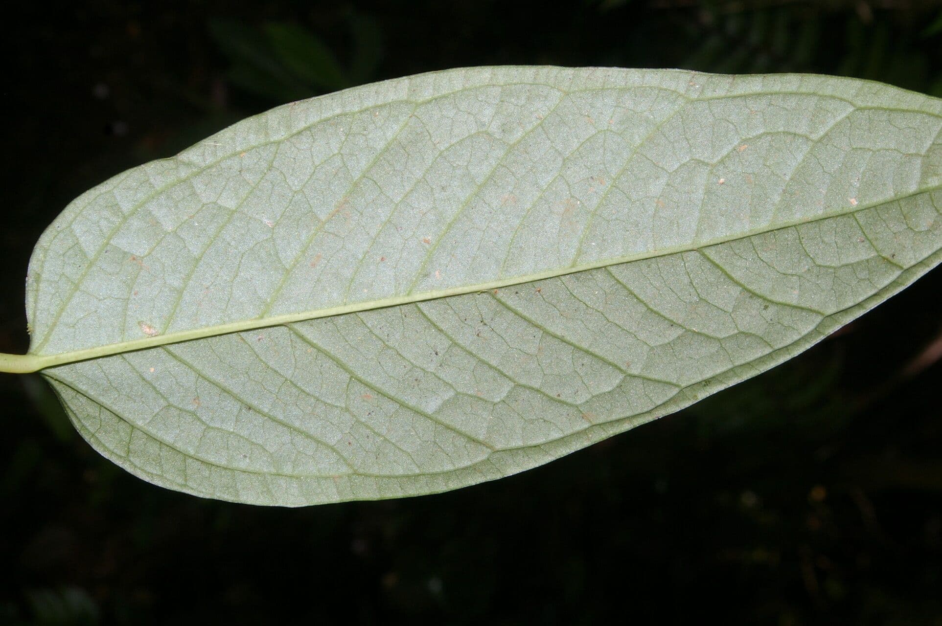 Anthurium a spata piccola 11