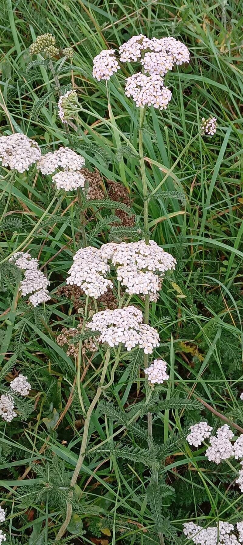 Achillée millefeuille 11