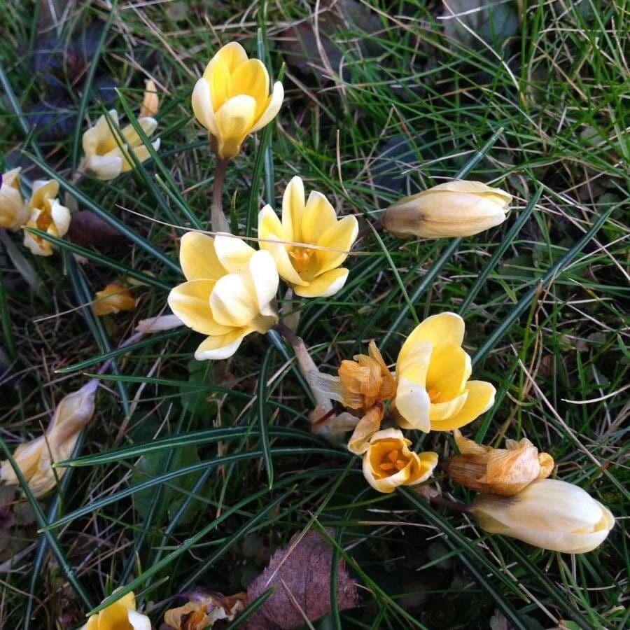 Goldkrokus 4