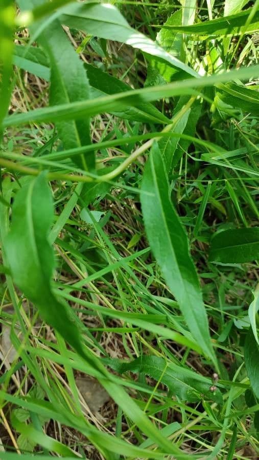 Lattuga siberiana 5