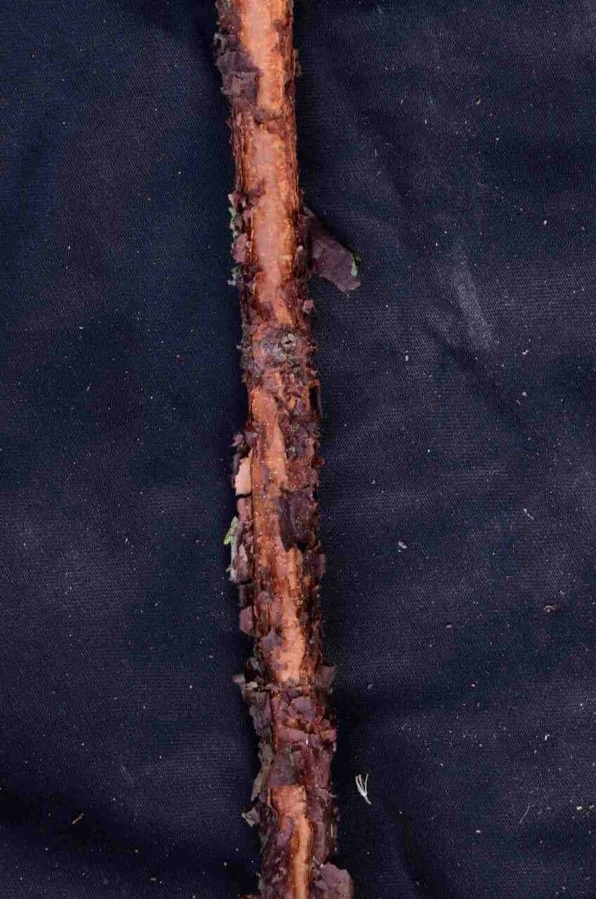 Xylopia brazylijska 14