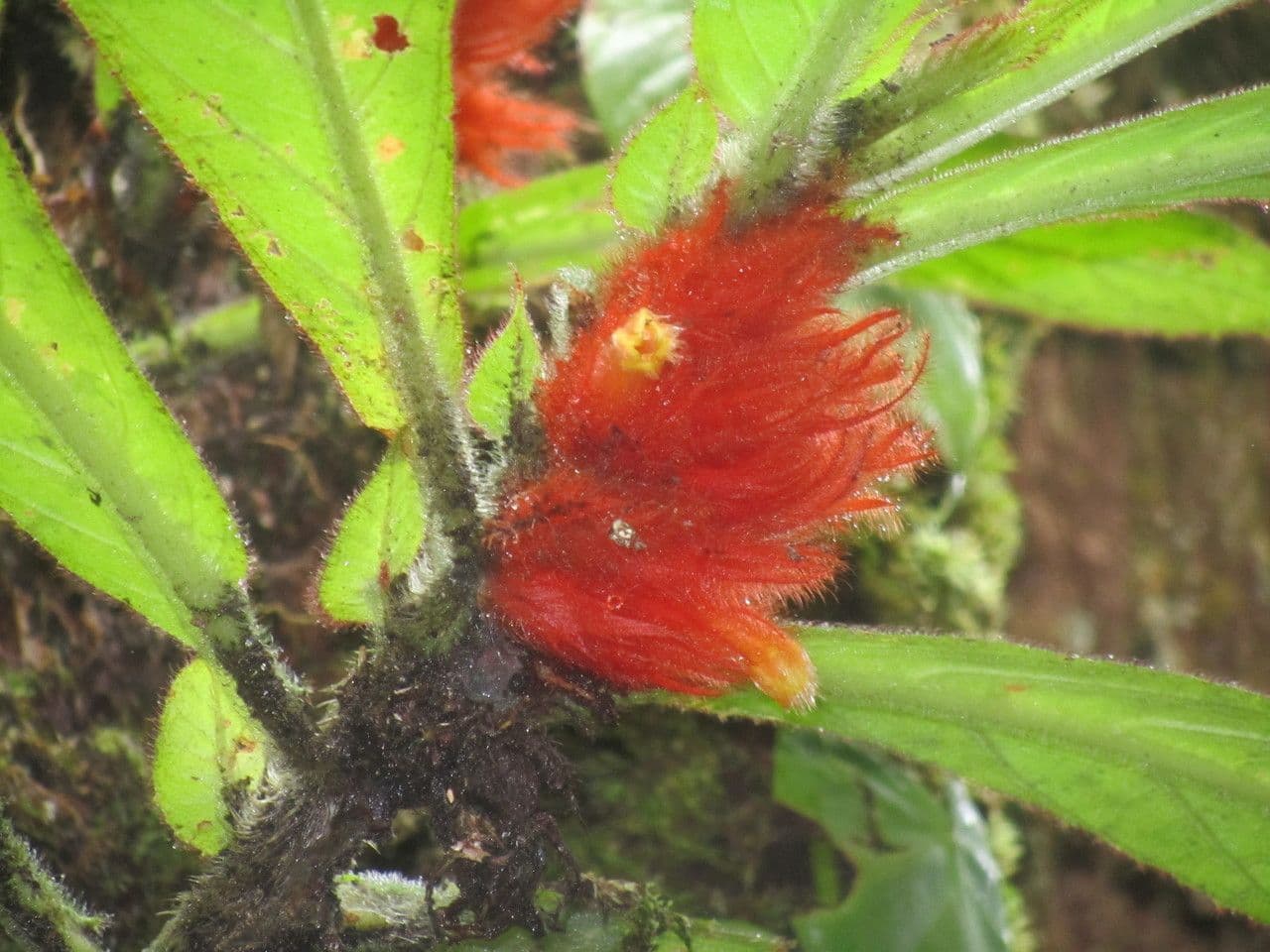 Columnea 3