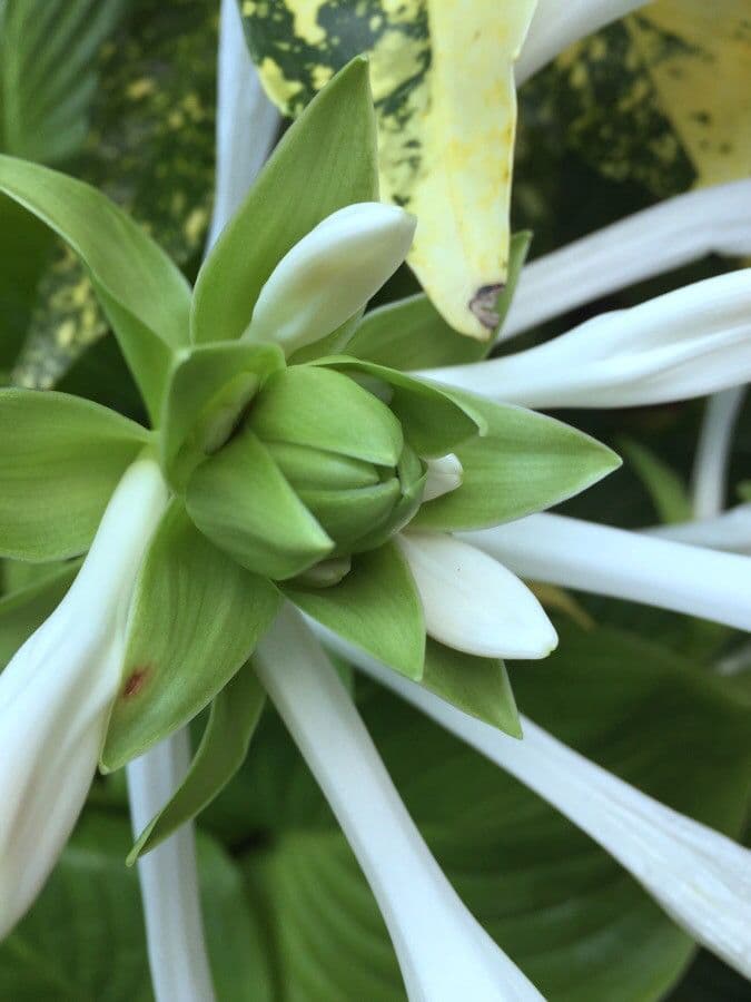Hosta 28