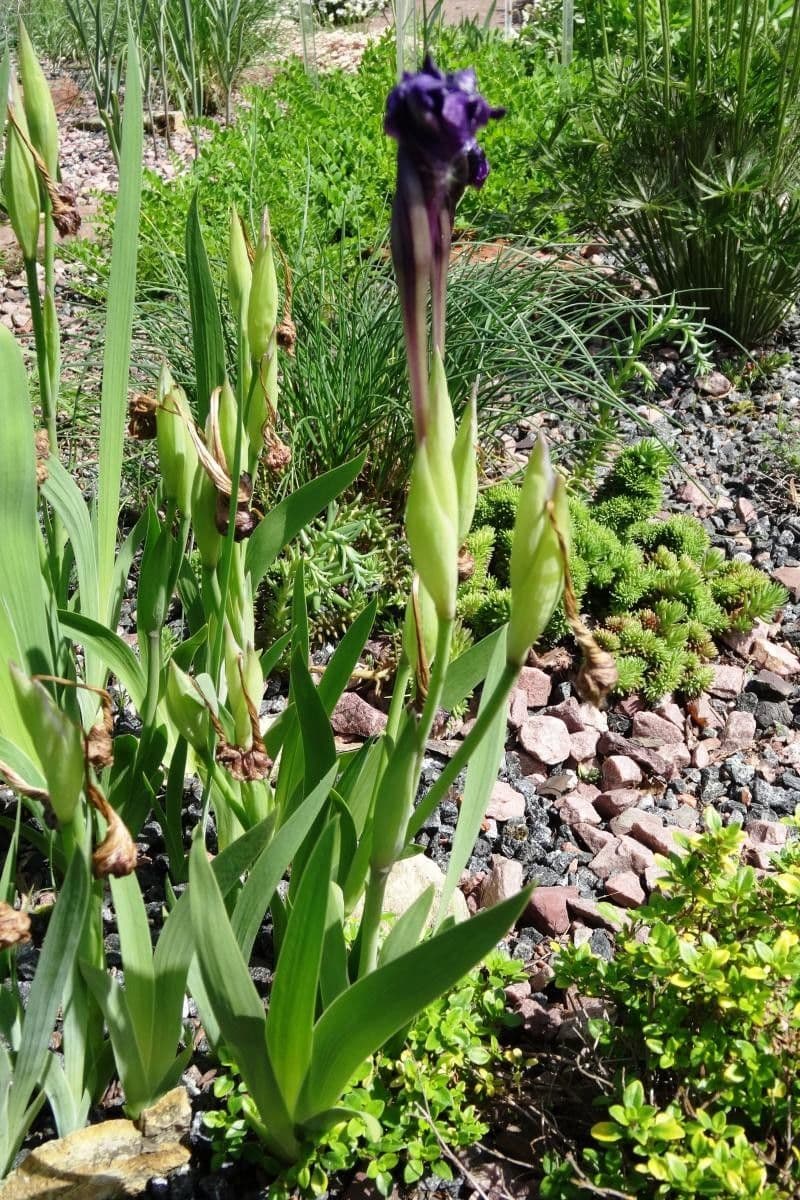 Iris 4