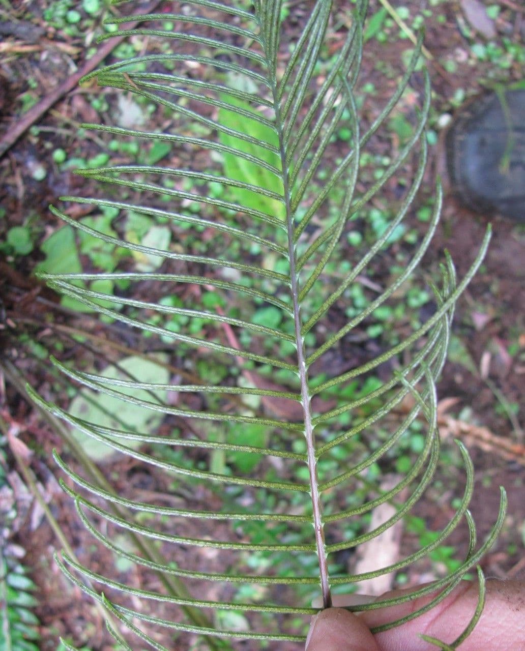 Blechnum gracile 9