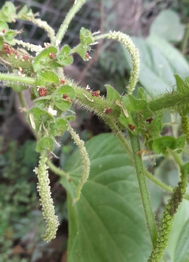 Acalifa plicata