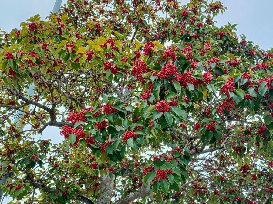 Ilex rotunda 21