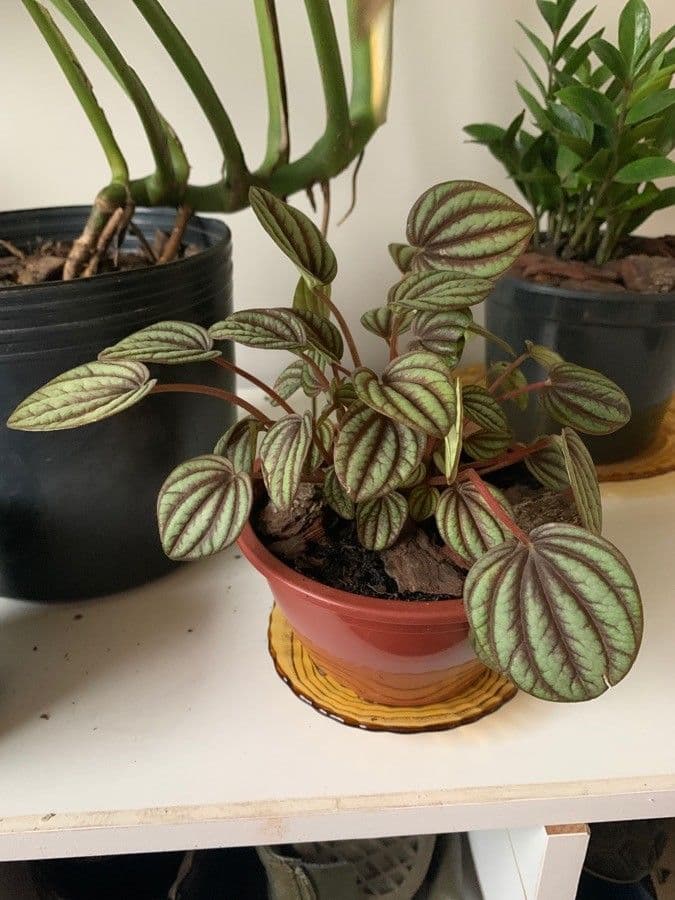 Peperomia a strisce bianche 7