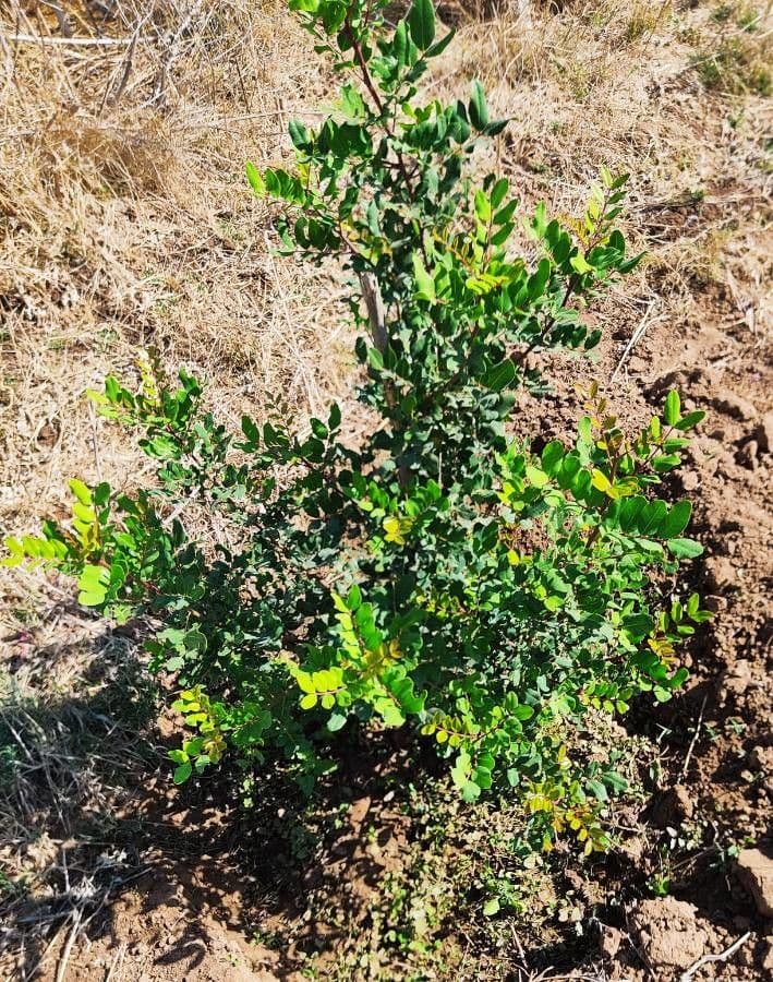 Pistacchio 3