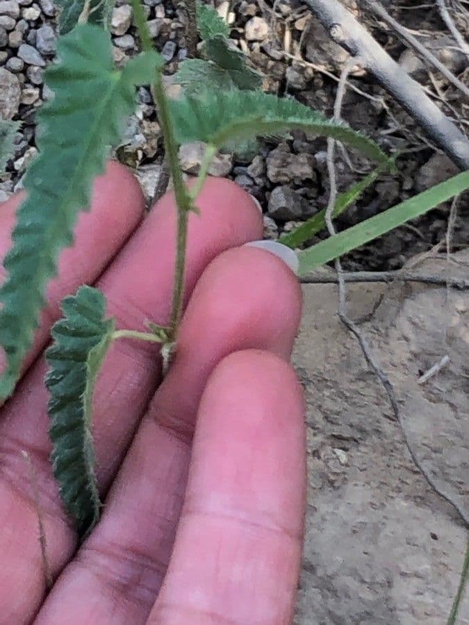 Tragia ramosa 15