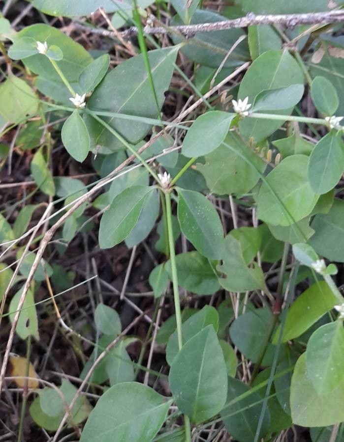 Alternanthera 3