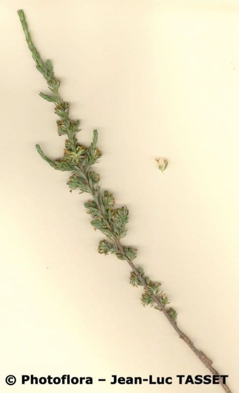 Thymélée argentée 6