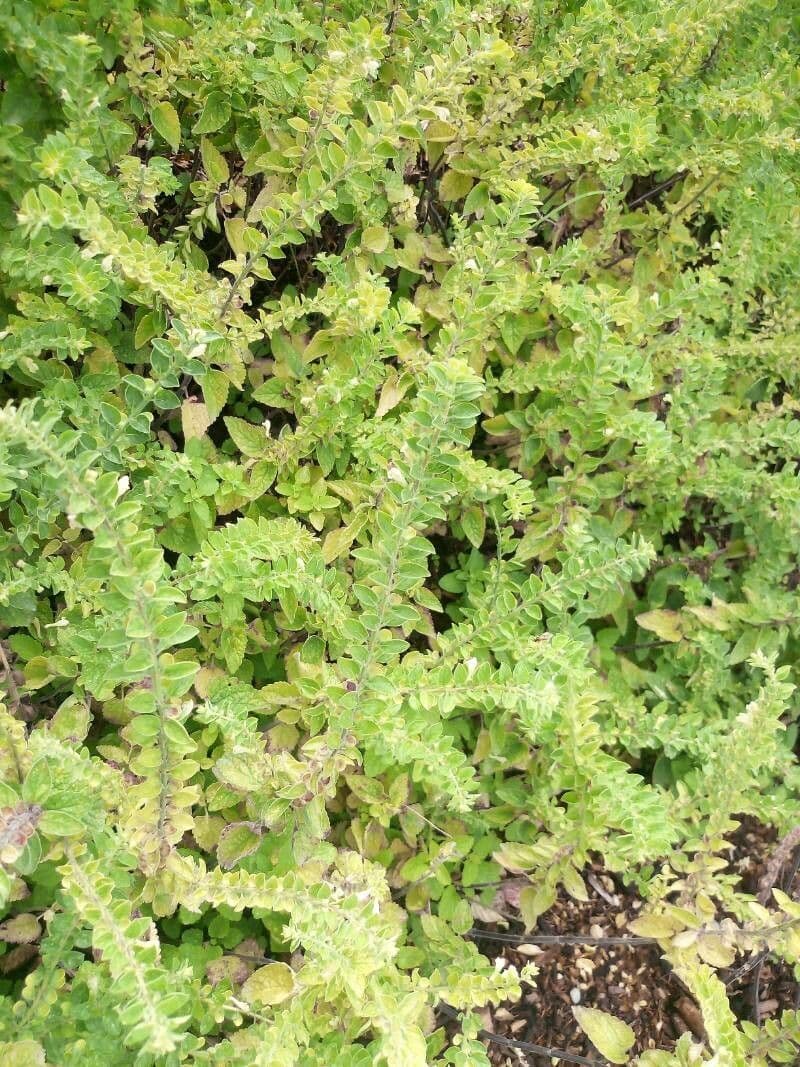 Scutellaria 14