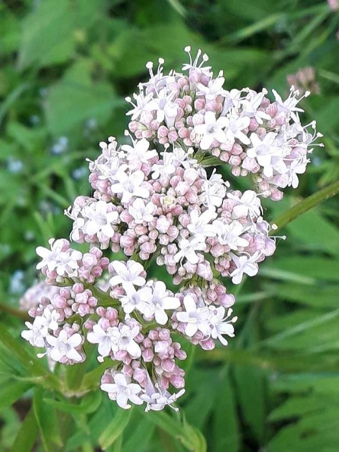 Valeriana comune 9