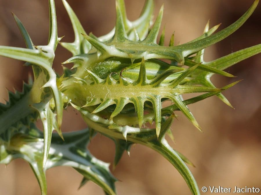 Girasole maculato 2