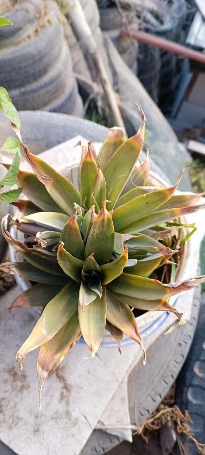 Paepalanthus 12