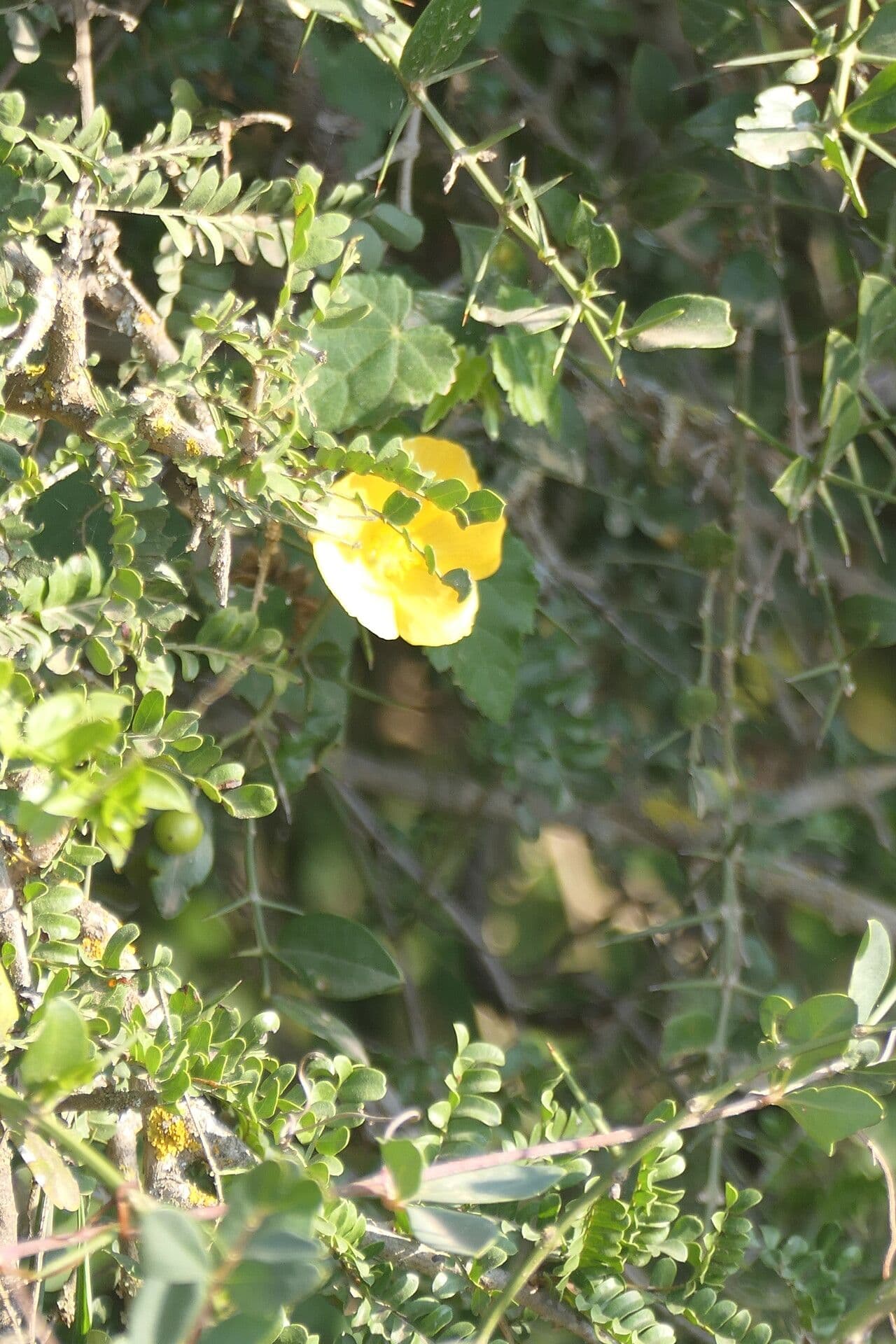 Abutilon 2