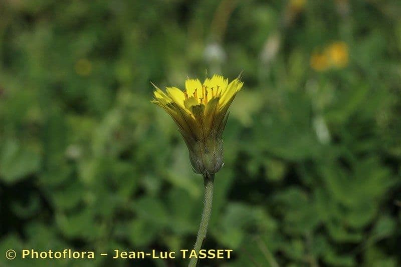 Scodella gialla 9