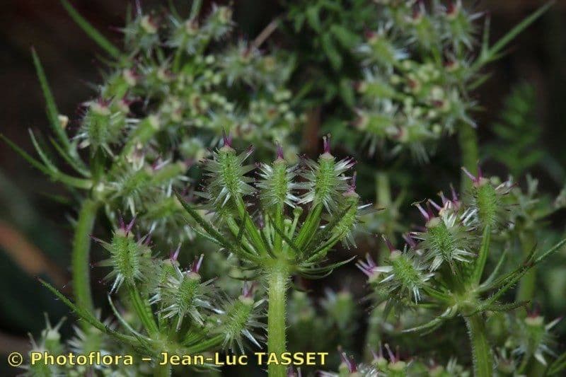 Carota selvatica irta 3