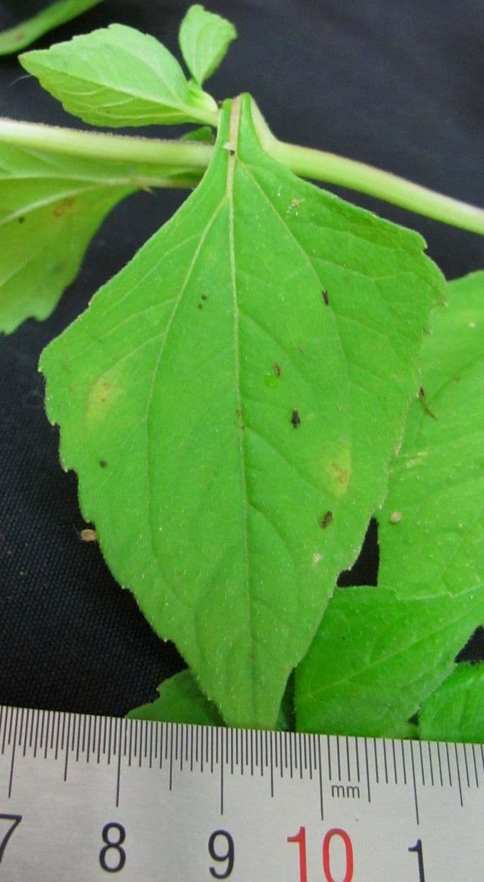 Melampodium 12