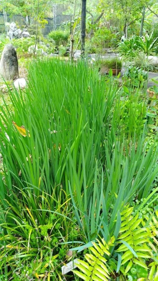 Calamo aromatico 20
