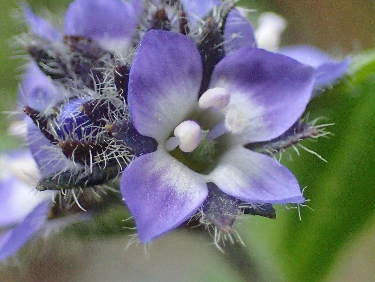 Veronica alpina 10
