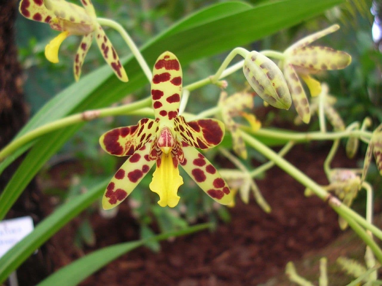 Leopardí orchidej 5