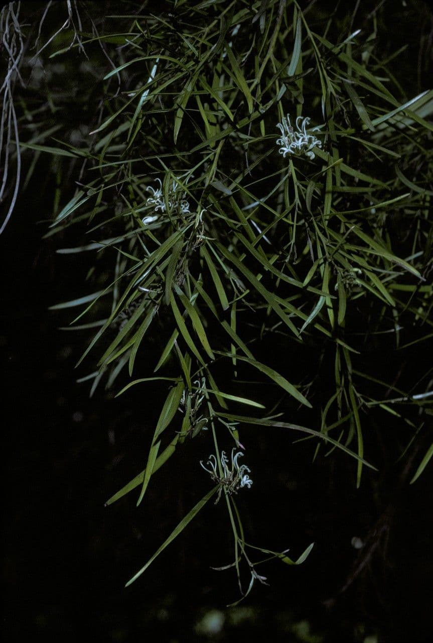 Lineares Grevillea