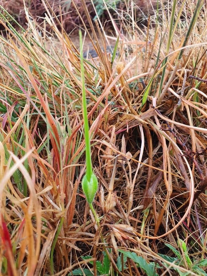 Monsonia 5