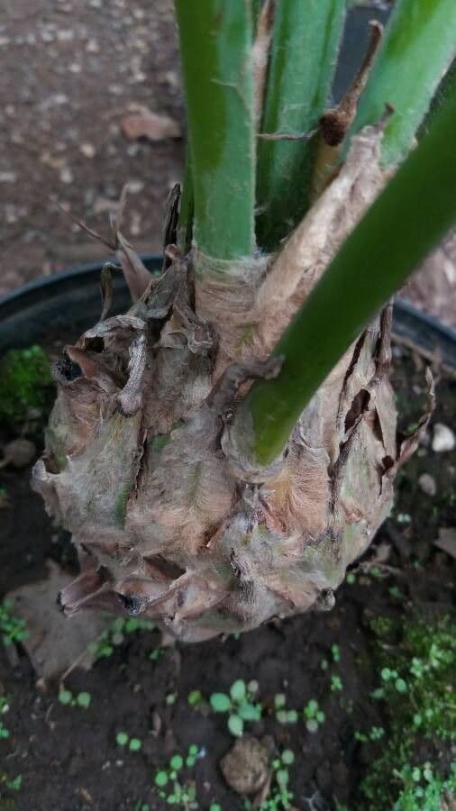 Dioon 18