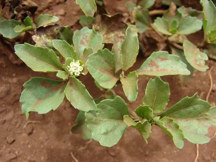 Acanthospermum australe 14