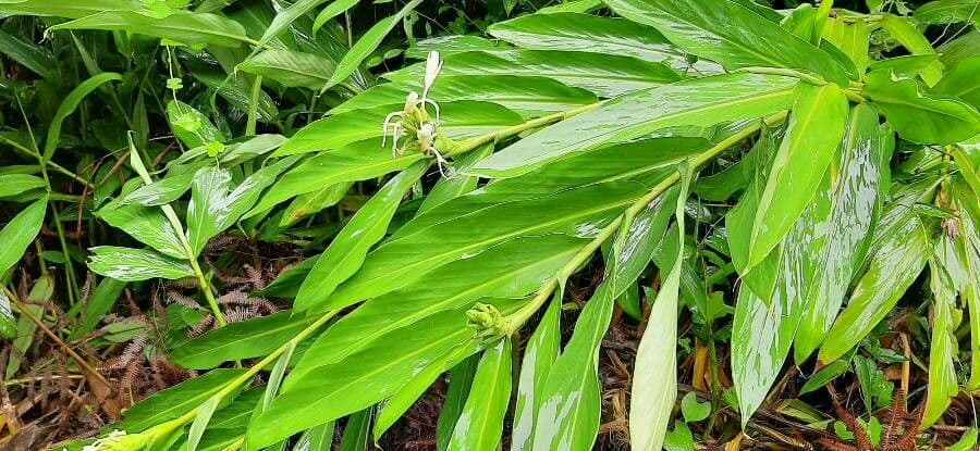 Hedychium coronarium 12