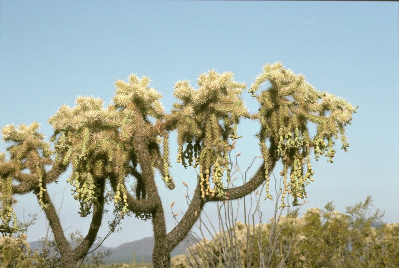 Feuer-Cholla 11