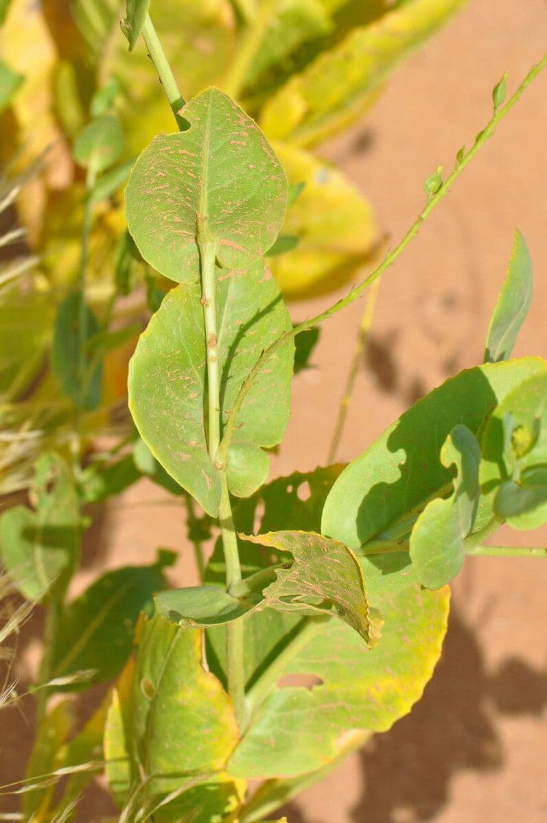 Schouwia 21