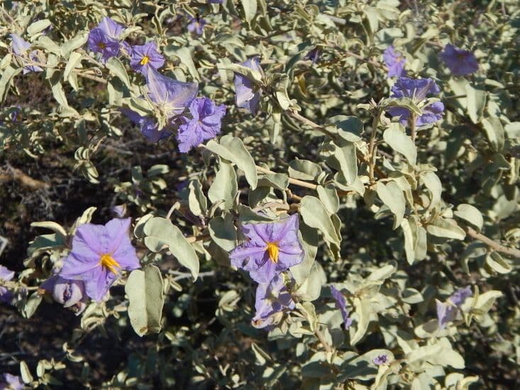 Solanum hindsianum 12