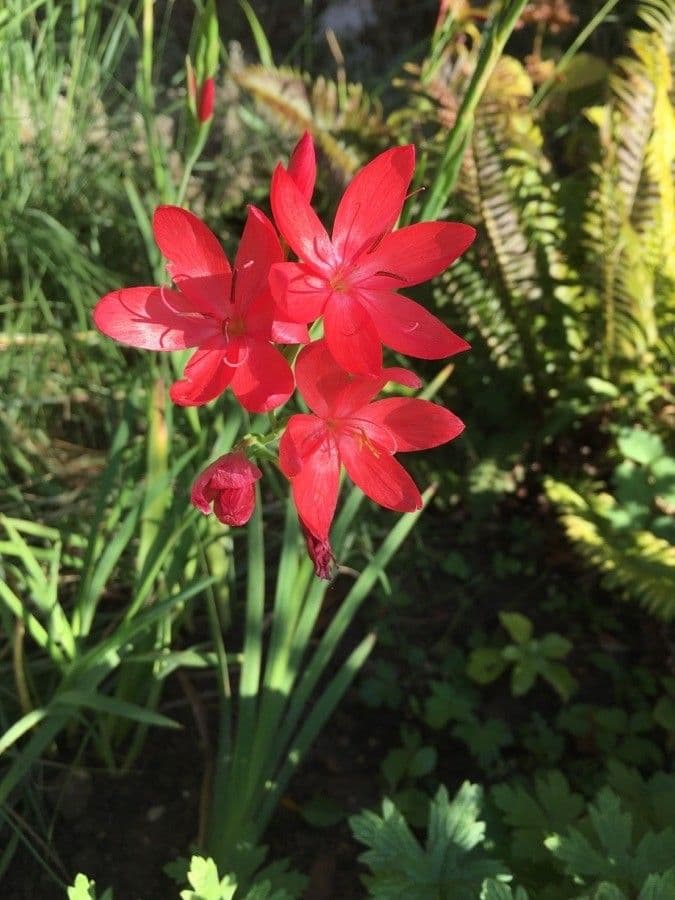 Hesperantha 5