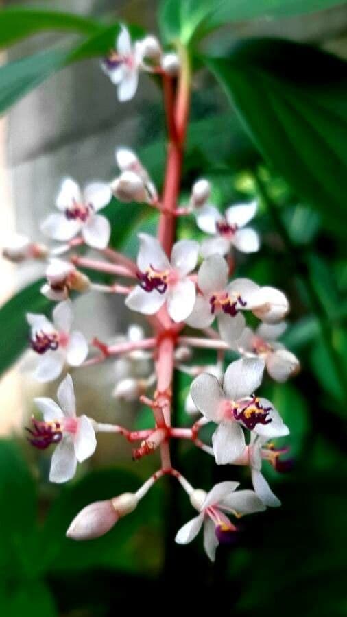 Medinilla